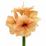 Amaryllis Peach