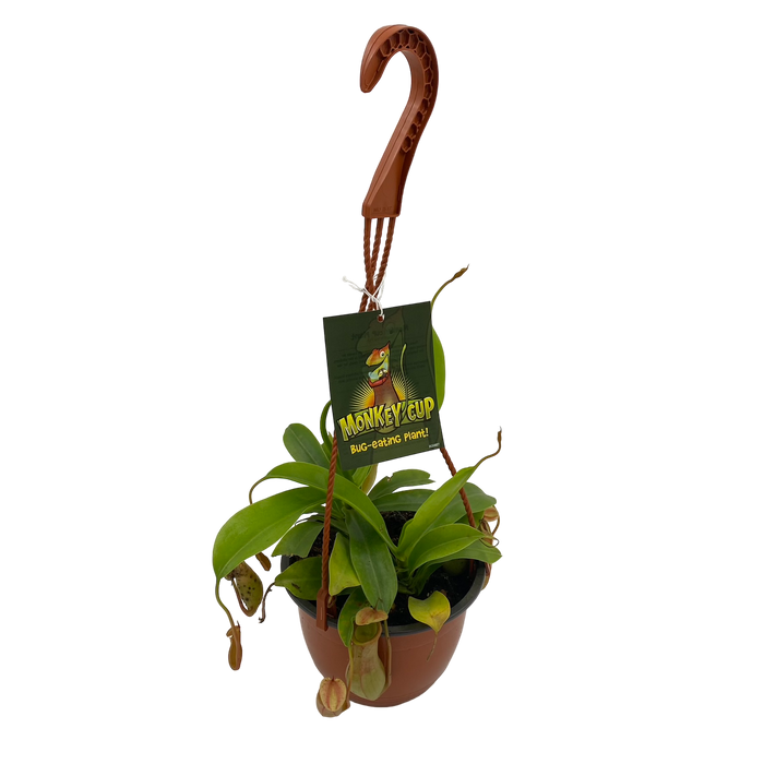 6" Monkey Cups - Nepenthes