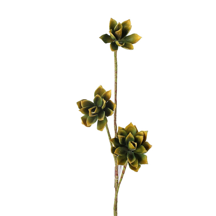 24" Echeveria Stem - Green