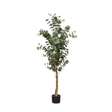 Eucalyptus Tree In Black Plastic Pot