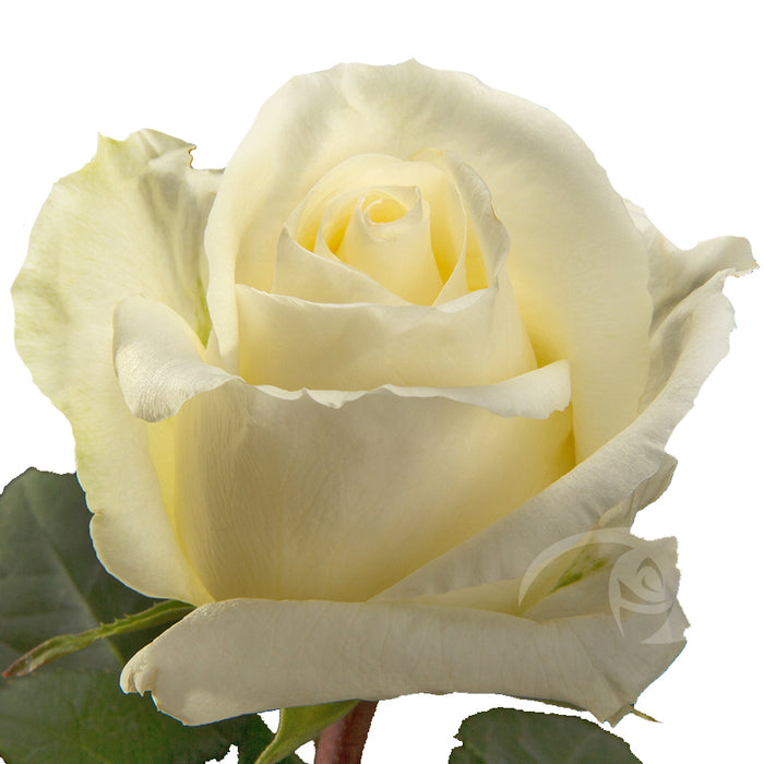 White Roses