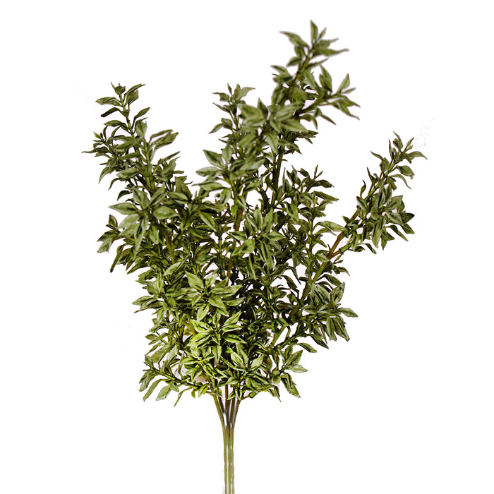 18" Inch Privet Bush X 5 Green Tt