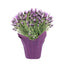 6 in Lavender Flowering