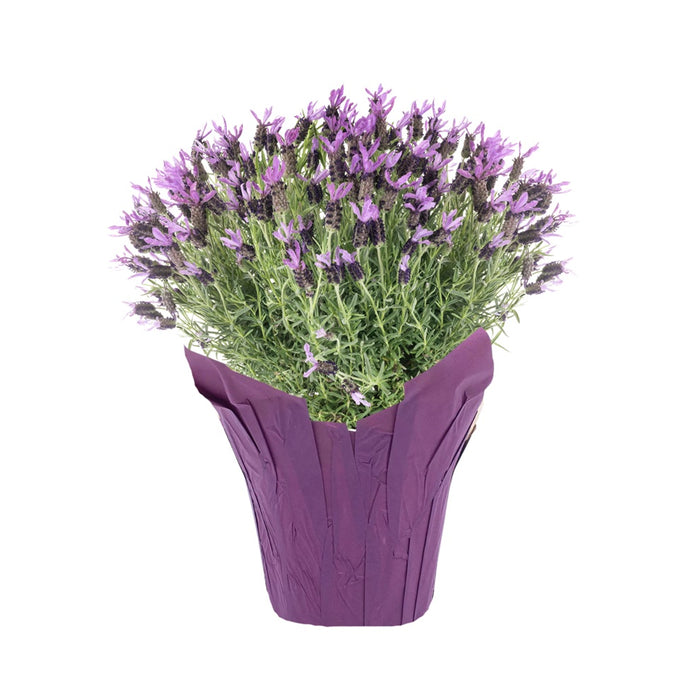 6 in Lavender Flowering