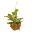10" Staghorn Fern Hanging Basket