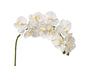 37" Phalaenopsis