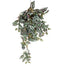 Wandering Jew Bush 33 in Green