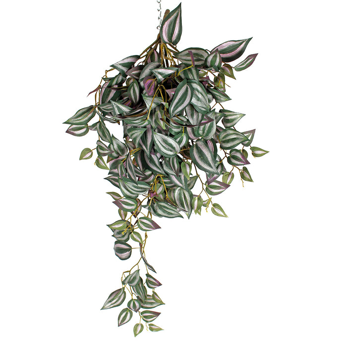 Wandering Jew Bush 33 in Green