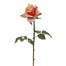 Garden Rose - Peach/Red