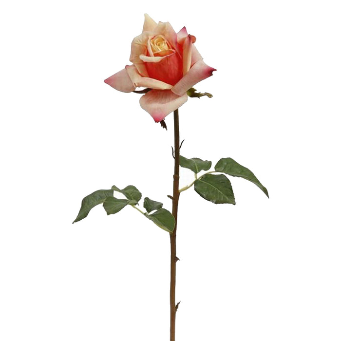 Garden Rose - Peach/Red