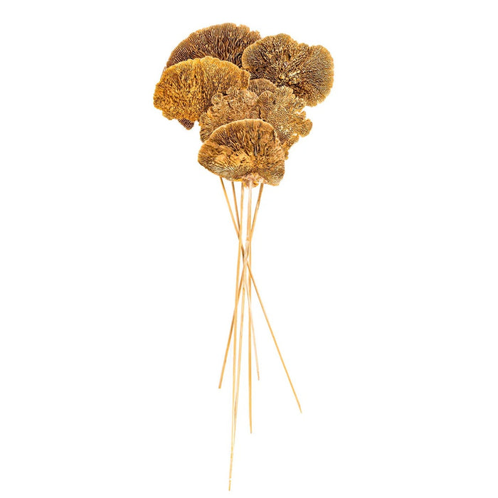 Sponge Mushroom Stem