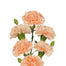 Minicarnation Peach