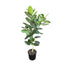 14 in Ficus Audrey Standard