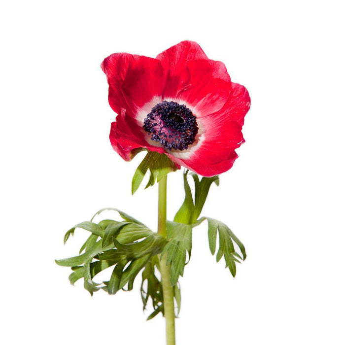 Anemone
