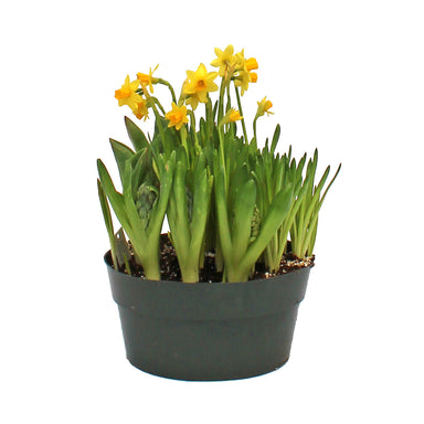 Bulb Garden