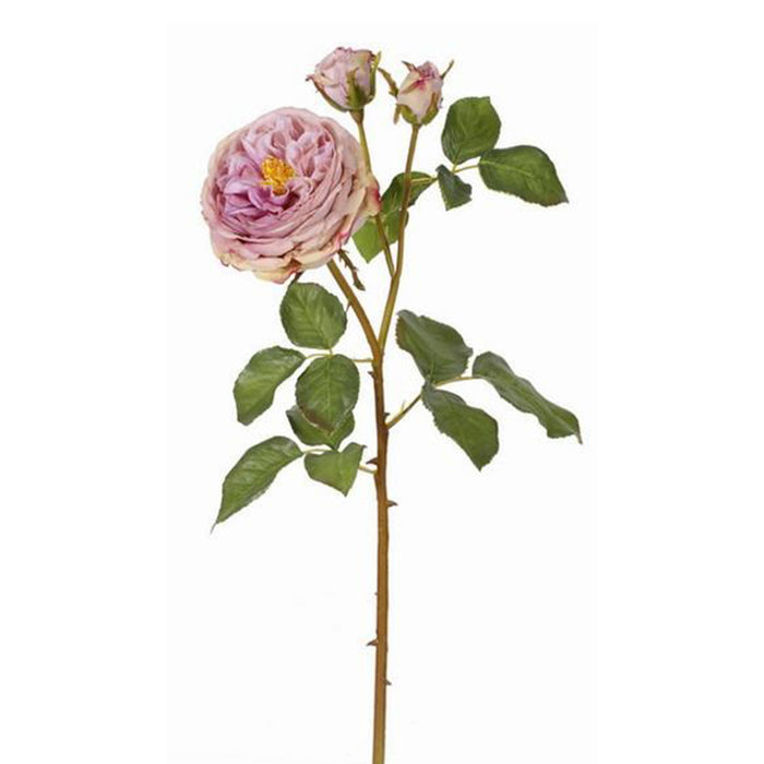 English Titania Rose - Lavender