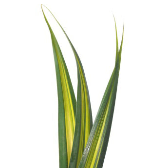 Hala Leaves