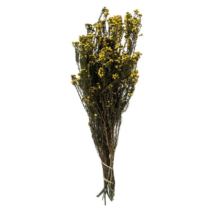 12-22" Yellow Phylica Bundle (5 oz)