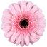 Germini Pink Jacky