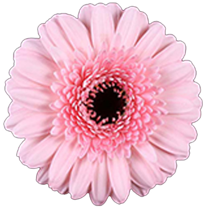 Germini Pink Jacky