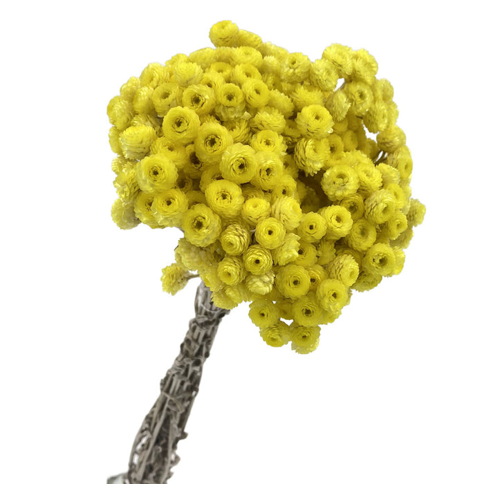 Helicrysum Natural