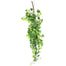 Traditional Ivy Vine Stem