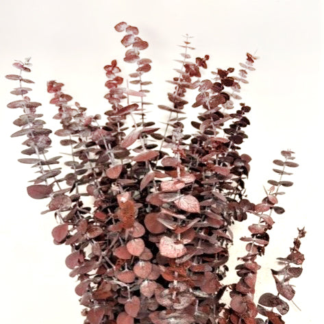 Preserved Eucalyptus Bunch