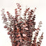 Preserved Eucalyptus Bunch