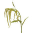 45 in Amaranthus Spray - Green