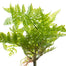 11.5 in Fern Leaf Pick Light Green