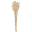 25" Dyed Dried Bundle of Bunny Tail Grass - Cream