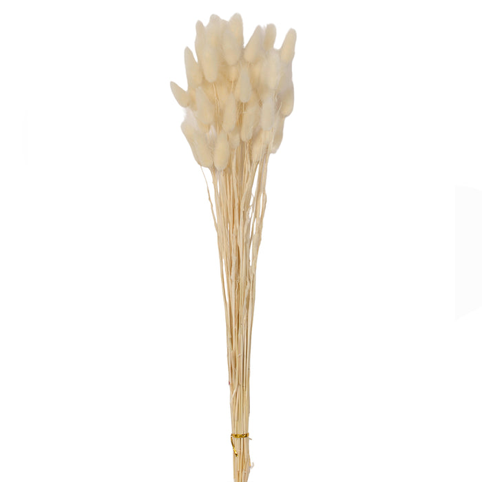 25" Dyed Dried Bundle of Bunny Tail Grass - Cream