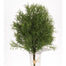 11" Springeri Pick Bunch X 6 - Two Toned Green
