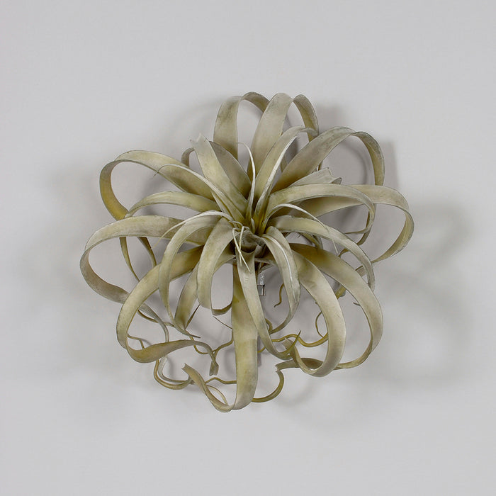 11" Tillandsia Plant - Grey/Green