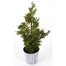 Soft Cedar Potted 15" - Green