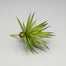 8"L Pineapple Succulent Pick - Green