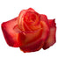 Rose Orange Milima 60cm