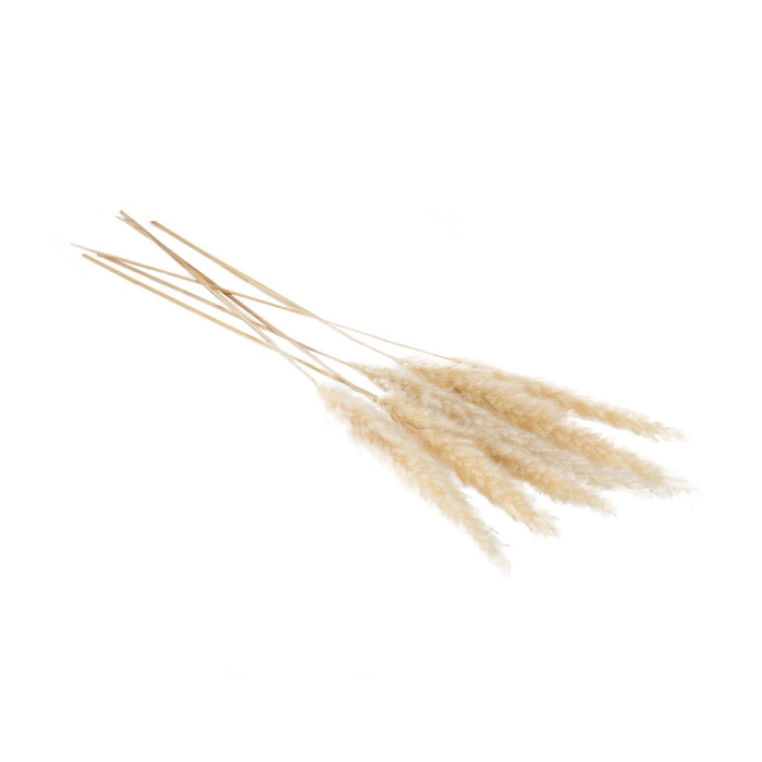 Dried Pampas Grass