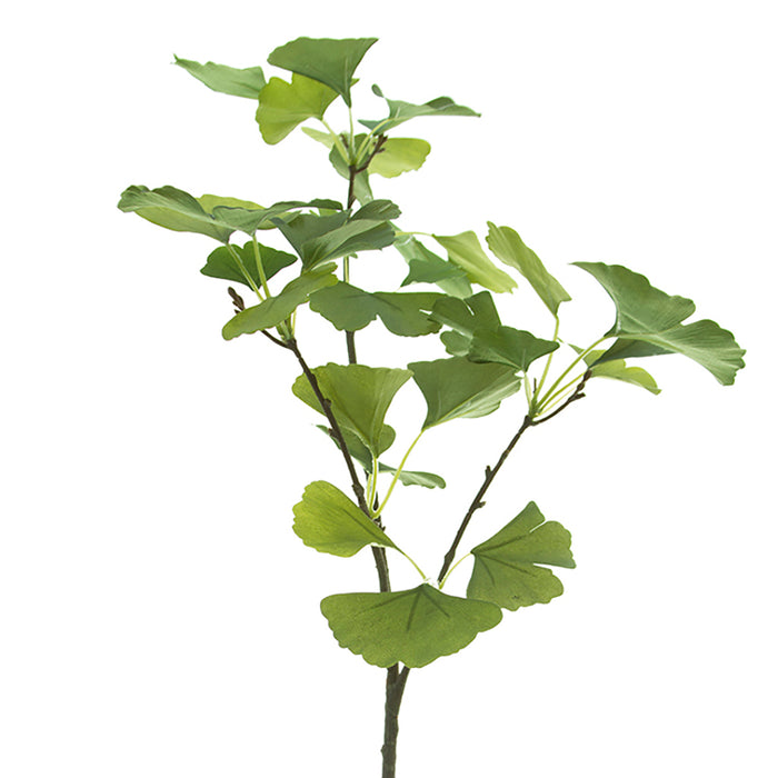 33 in Ginkgo Spray Variegated Green