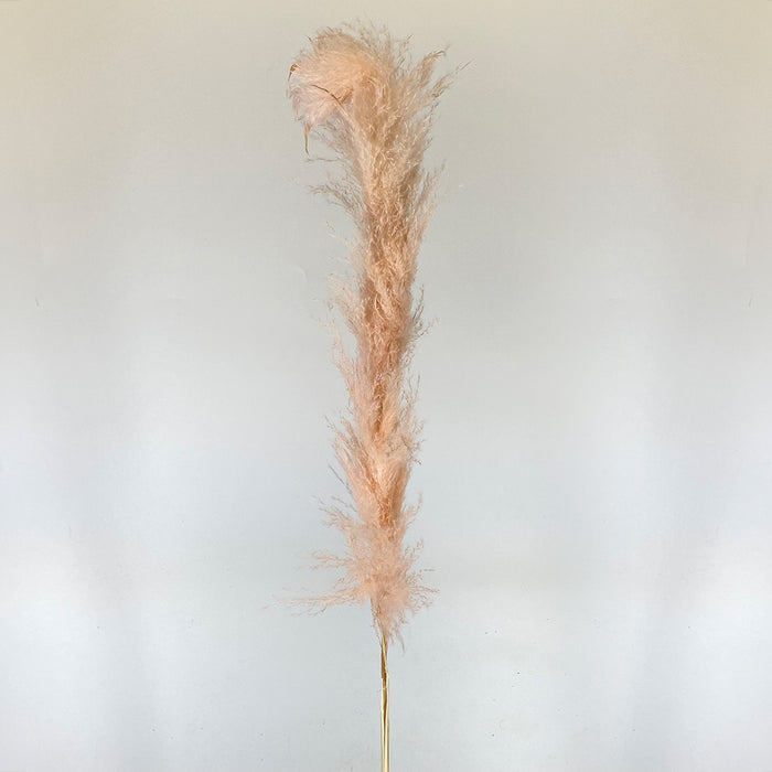 Dried Pampas Grass