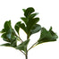 12 In Pepperomia Bush Dark Green