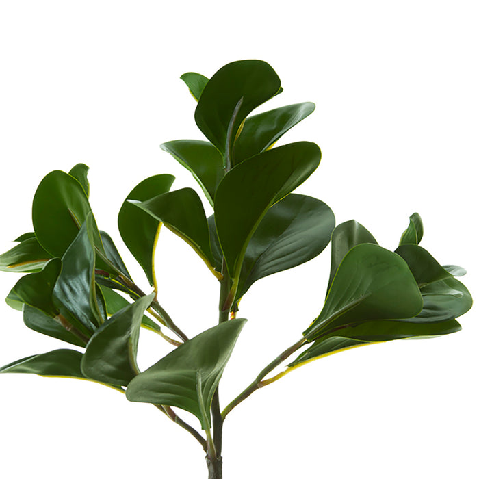 12 In Pepperomia Bush Dark Green