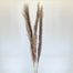 Dried Pampas Grass