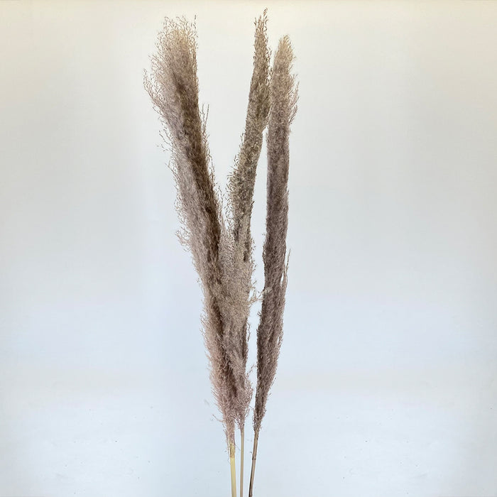 Dried Pampas Grass