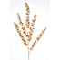 34" Glitter Eucalyptus Spray - Gold