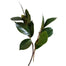 Camellia