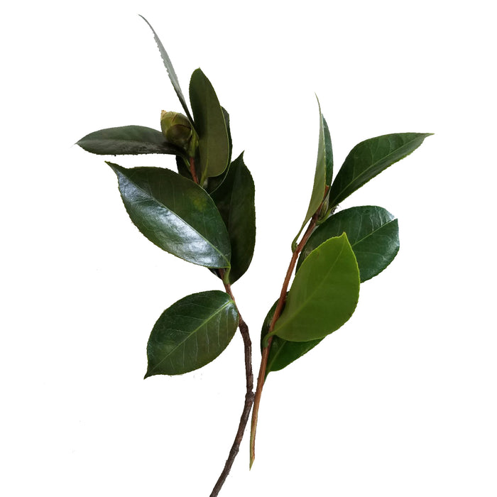 Camellia