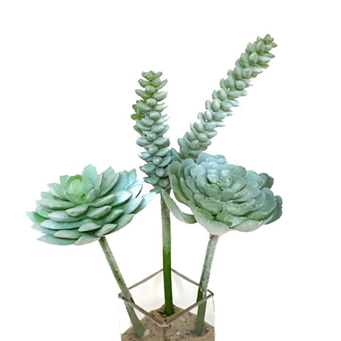 Succulent 3 Asst 8"/12"