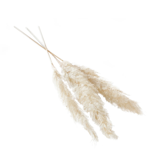 Dried Pampas Grass