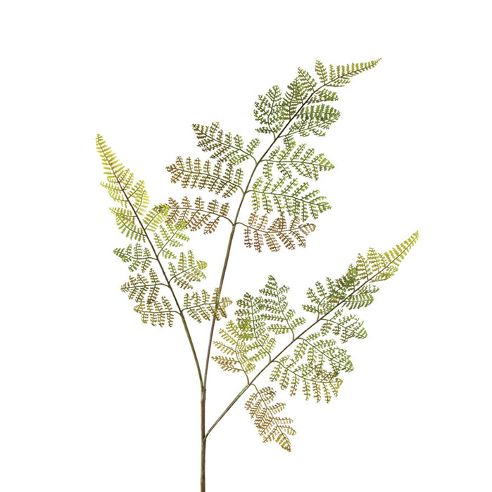 32 In Asparagus Fern - Green